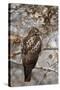 Red-Tailed Hawk (Buteo Jamaicensis)-James Hager-Stretched Canvas