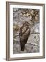 Red-Tailed Hawk (Buteo Jamaicensis)-James Hager-Framed Photographic Print