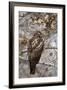 Red-Tailed Hawk (Buteo Jamaicensis)-James Hager-Framed Photographic Print