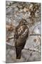 Red-Tailed Hawk (Buteo Jamaicensis)-James Hager-Mounted Photographic Print