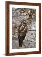 Red-Tailed Hawk (Buteo Jamaicensis)-James Hager-Framed Photographic Print