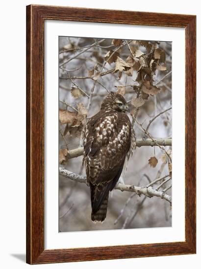 Red-Tailed Hawk (Buteo Jamaicensis)-James Hager-Framed Photographic Print