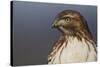 Red-tailed Hawk Close-up-Ken Archer-Stretched Canvas