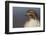 Red-tailed Hawk Close-up-Ken Archer-Framed Photographic Print