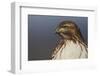 Red-tailed Hawk Close-up-Ken Archer-Framed Photographic Print