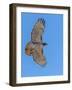 Red-tailed hawk doing a fly by-Michael Scheufler-Framed Photographic Print
