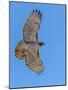 Red-tailed hawk doing a fly by-Michael Scheufler-Mounted Photographic Print