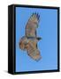 Red-tailed hawk doing a fly by-Michael Scheufler-Framed Stretched Canvas