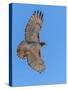 Red-tailed hawk doing a fly by-Michael Scheufler-Stretched Canvas