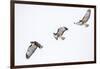 Red tailed hawk in flight sequence at Ninepipe WMA, Ronan, Montana, USA.-Chuck Haney-Framed Photographic Print