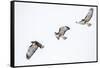 Red tailed hawk in flight sequence at Ninepipe WMA, Ronan, Montana, USA.-Chuck Haney-Framed Stretched Canvas