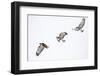 Red tailed hawk in flight sequence at Ninepipe WMA, Ronan, Montana, USA.-Chuck Haney-Framed Photographic Print