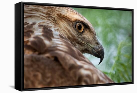 Red tailed hawk juvenile female, head portrait, Texas, USA-Karine Aigner-Framed Stretched Canvas