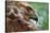 Red tailed hawk juvenile female, head portrait, Texas, USA-Karine Aigner-Stretched Canvas