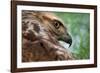 Red tailed hawk juvenile female, head portrait, Texas, USA-Karine Aigner-Framed Photographic Print