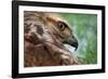 Red tailed hawk juvenile female, head portrait, Texas, USA-Karine Aigner-Framed Photographic Print