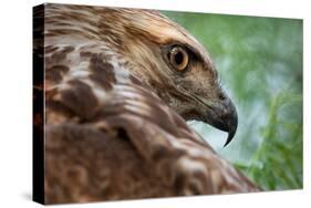Red tailed hawk juvenile female, head portrait, Texas, USA-Karine Aigner-Stretched Canvas