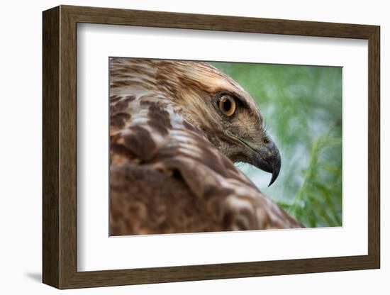 Red tailed hawk juvenile female, head portrait, Texas, USA-Karine Aigner-Framed Photographic Print