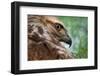 Red tailed hawk juvenile female, head portrait, Texas, USA-Karine Aigner-Framed Photographic Print