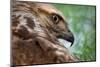 Red tailed hawk juvenile female, head portrait, Texas, USA-Karine Aigner-Mounted Photographic Print