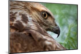 Red tailed hawk juvenile female, head portrait, Texas, USA-Karine Aigner-Mounted Photographic Print