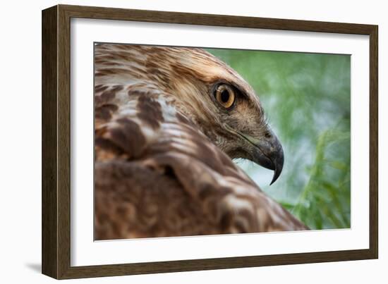 Red tailed hawk juvenile female, head portrait, Texas, USA-Karine Aigner-Framed Photographic Print