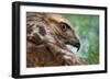 Red tailed hawk juvenile female, head portrait, Texas, USA-Karine Aigner-Framed Photographic Print