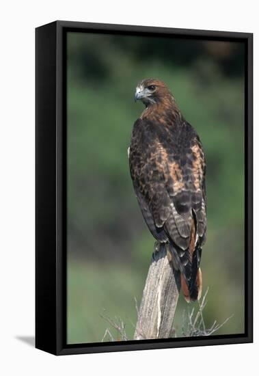 Red-Tailed Hawk Perches on Post-W^ Perry Conway-Framed Stretched Canvas