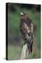 Red-Tailed Hawk Perches on Post-W^ Perry Conway-Stretched Canvas