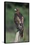 Red-Tailed Hawk Perches on Post-W^ Perry Conway-Framed Stretched Canvas