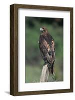 Red-Tailed Hawk Perches on Post-W^ Perry Conway-Framed Photographic Print