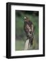 Red-Tailed Hawk Perches on Post-W^ Perry Conway-Framed Photographic Print