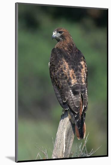 Red-Tailed Hawk Perches on Post-W^ Perry Conway-Mounted Photographic Print