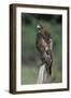 Red-Tailed Hawk Perches on Post-W^ Perry Conway-Framed Photographic Print