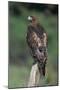 Red-Tailed Hawk Perches on Post-W^ Perry Conway-Mounted Photographic Print