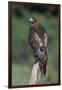 Red-Tailed Hawk Perches on Post-W^ Perry Conway-Framed Photographic Print