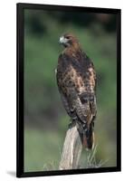 Red-Tailed Hawk Perches on Post-W^ Perry Conway-Framed Photographic Print