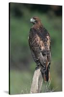 Red-Tailed Hawk Perches on Post-W^ Perry Conway-Stretched Canvas