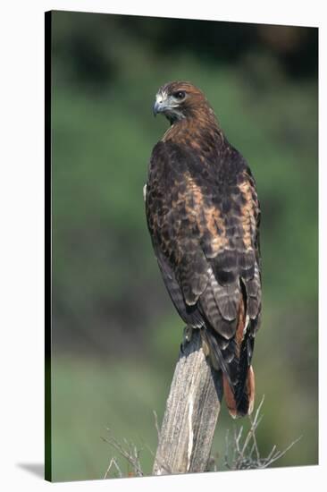 Red-Tailed Hawk Perches on Post-W^ Perry Conway-Stretched Canvas