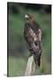 Red-Tailed Hawk Perches on Post-W^ Perry Conway-Stretched Canvas