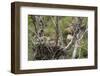 Red-Tailed Hawk with Four Chicks in Nest Near Stanford, Montana, Usa-Chuck Haney-Framed Photographic Print