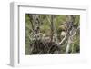 Red-Tailed Hawk with Four Chicks in Nest Near Stanford, Montana, Usa-Chuck Haney-Framed Photographic Print