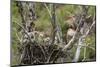 Red-Tailed Hawk with Four Chicks in Nest Near Stanford, Montana, Usa-Chuck Haney-Mounted Photographic Print