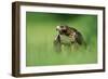 Red-Tailed Hawk-null-Framed Photographic Print