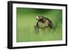 Red-Tailed Hawk-null-Framed Photographic Print