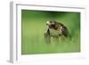 Red-Tailed Hawk-null-Framed Photographic Print