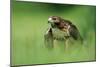 Red-Tailed Hawk-null-Mounted Photographic Print