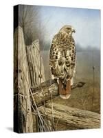 Red Tailed Hawk-Rusty Frentner-Stretched Canvas