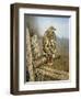 Red Tailed Hawk-Rusty Frentner-Framed Giclee Print