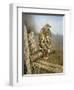 Red Tailed Hawk-Rusty Frentner-Framed Giclee Print